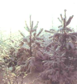 Fir-trees covered with snow