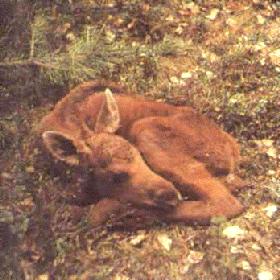 Elk Calf 1