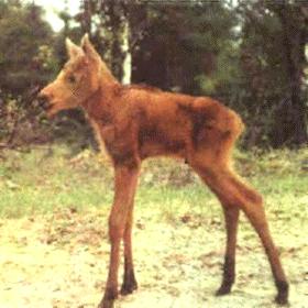 Elk Calf 2