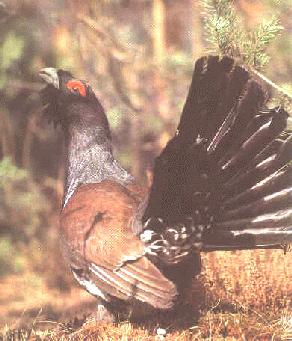 Wood-grouse