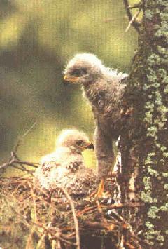 Little Hawks