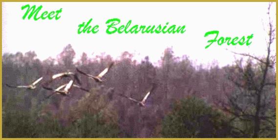 Meet the Belarusian Forest