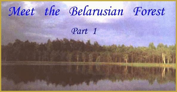 Meet the Belarusian Forest,  Part 1
