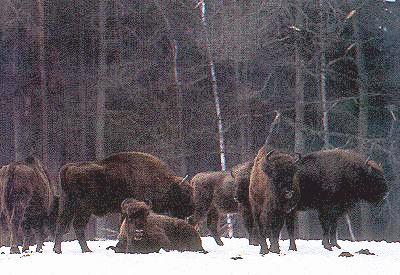 The European Bison